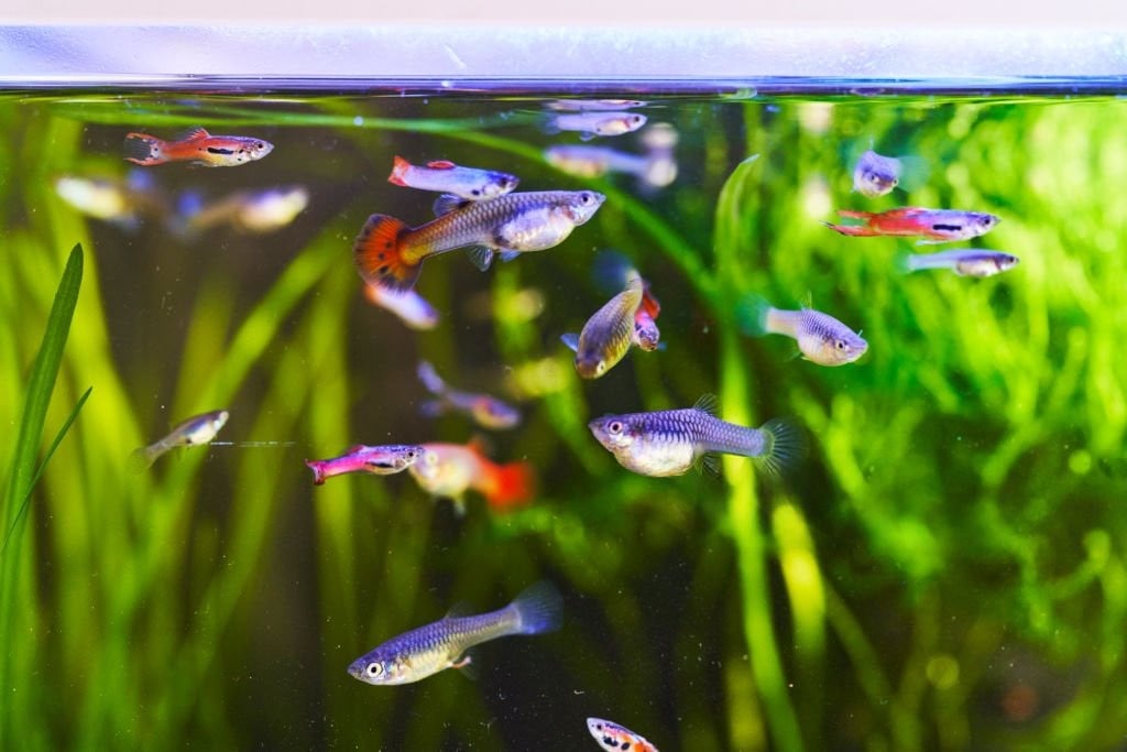 Guppy's