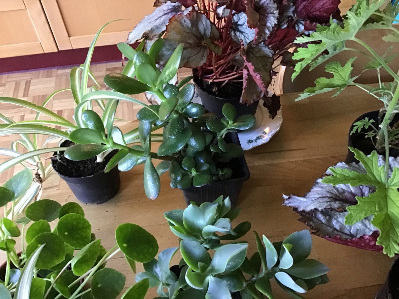 Kamerplanten mooie planten  nu 6 soorten
