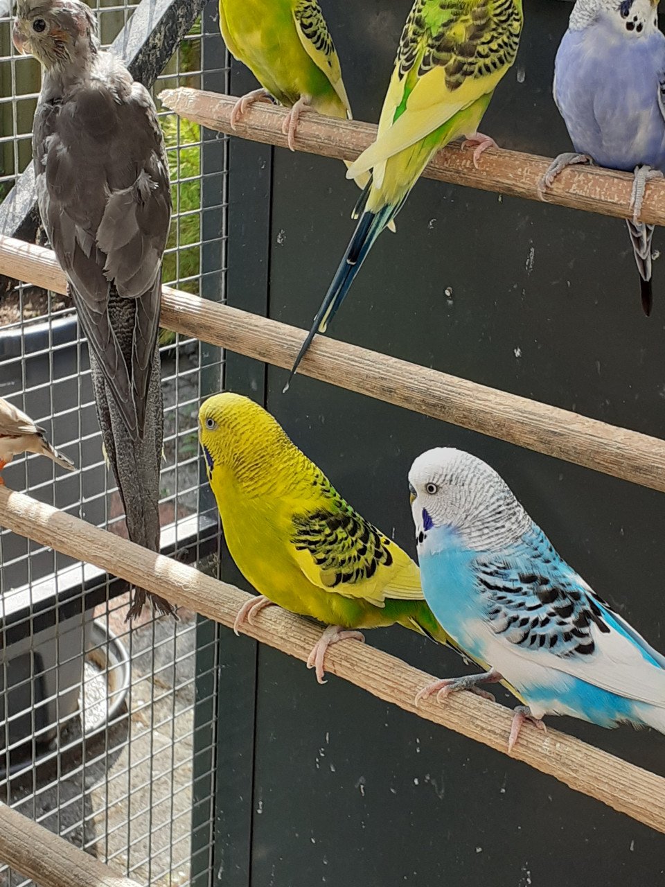 Diverse kleuren jonge grasparkieten