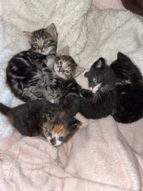 Kittens
