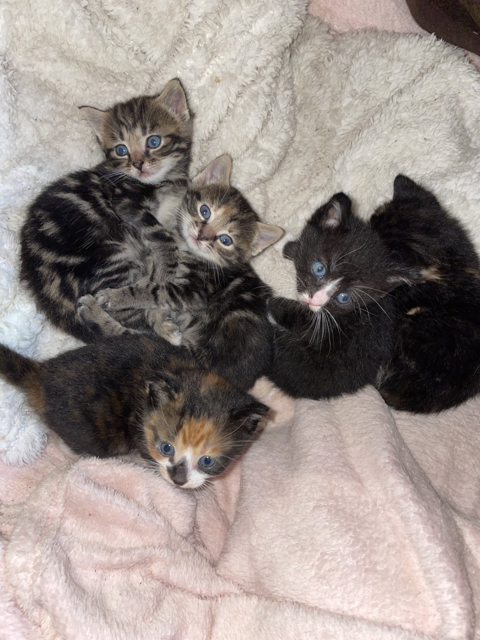 Kittens