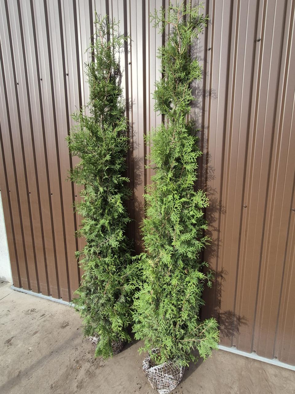 Thuja Brabant haagconiferen tot 3m weer leverbaar
