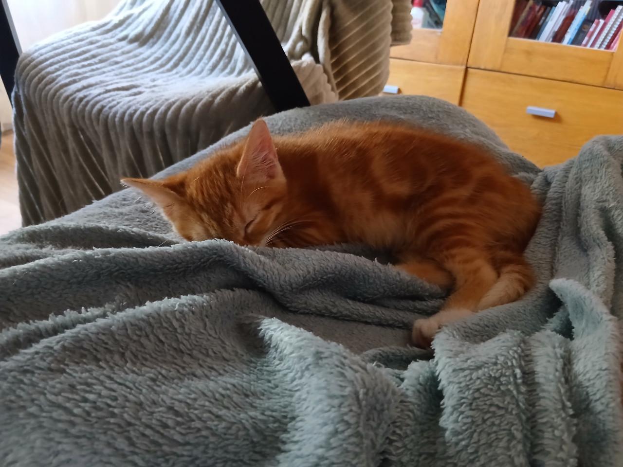 2 lieve katertjes