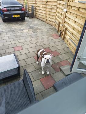 Te koop old English Bulldog.