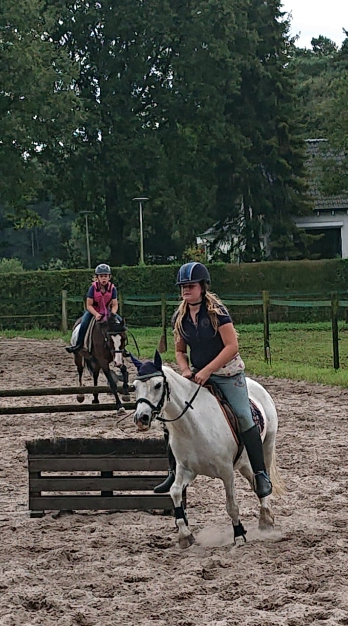 Lieve welsh-B pony