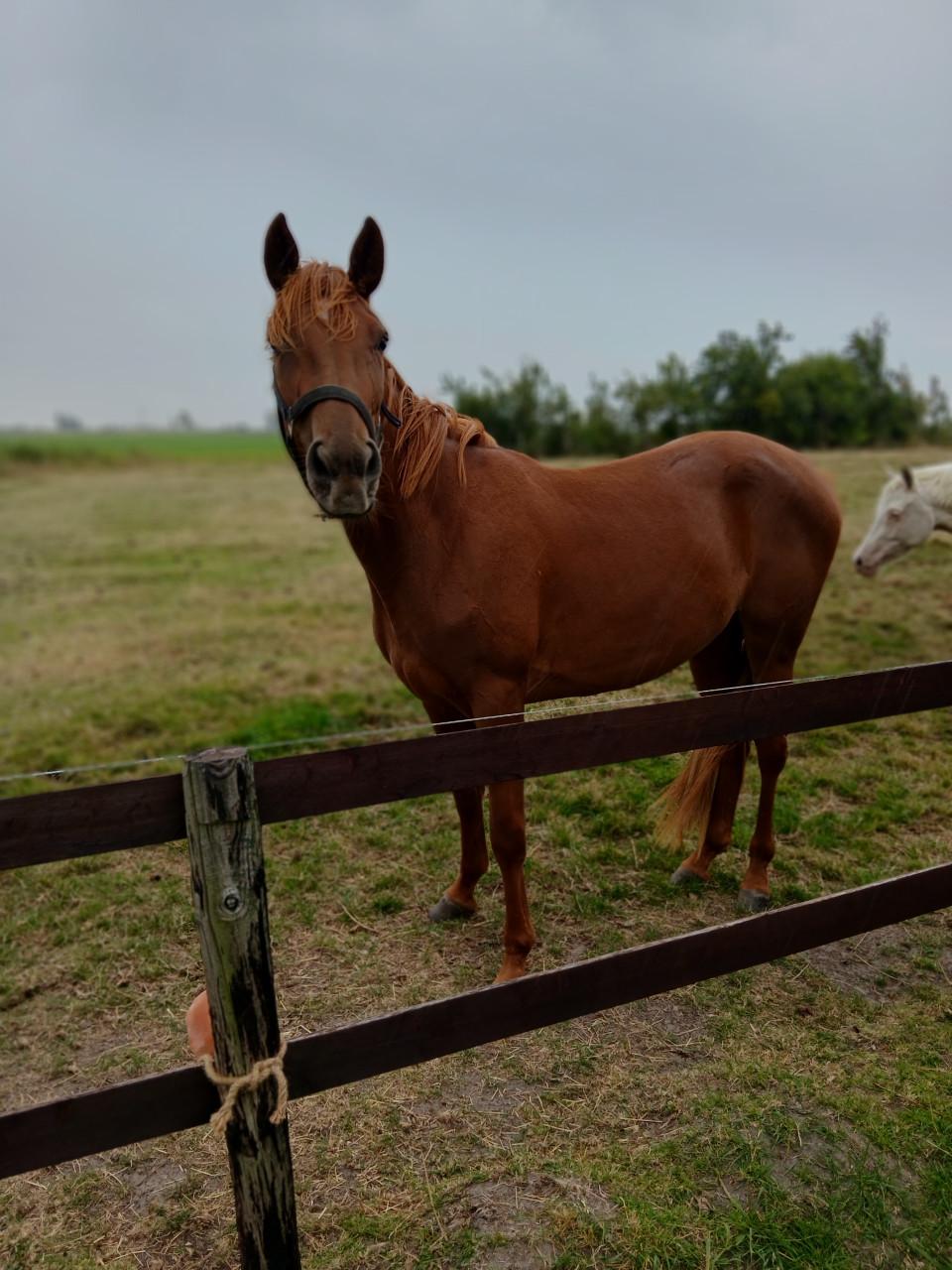 Te koop 3,5 jarige merrie,aangereden, makkelijk in de omgang, 4500,=