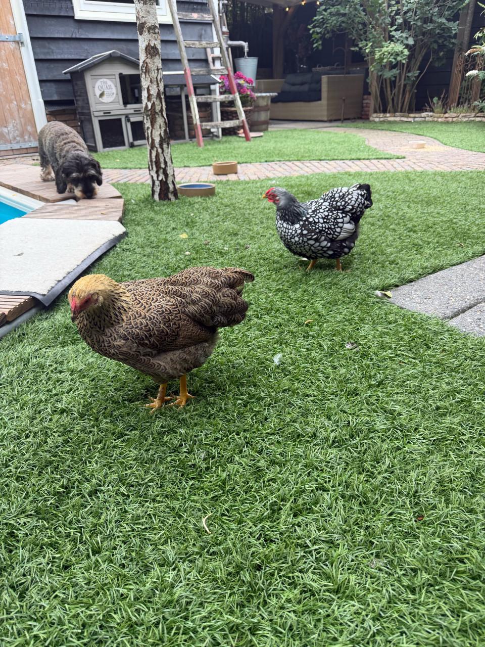 2 prachtige jonge Wyandotte kriel hennen
