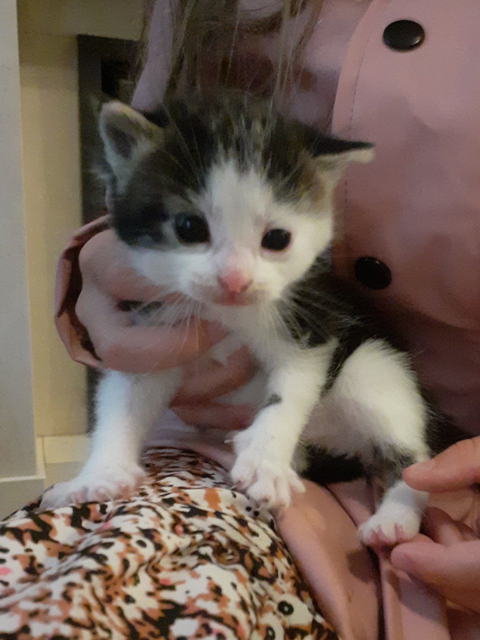 Kittens
