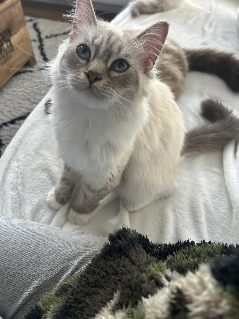 Super mooie jonge Siberische poes met prachtige blauwe ogen