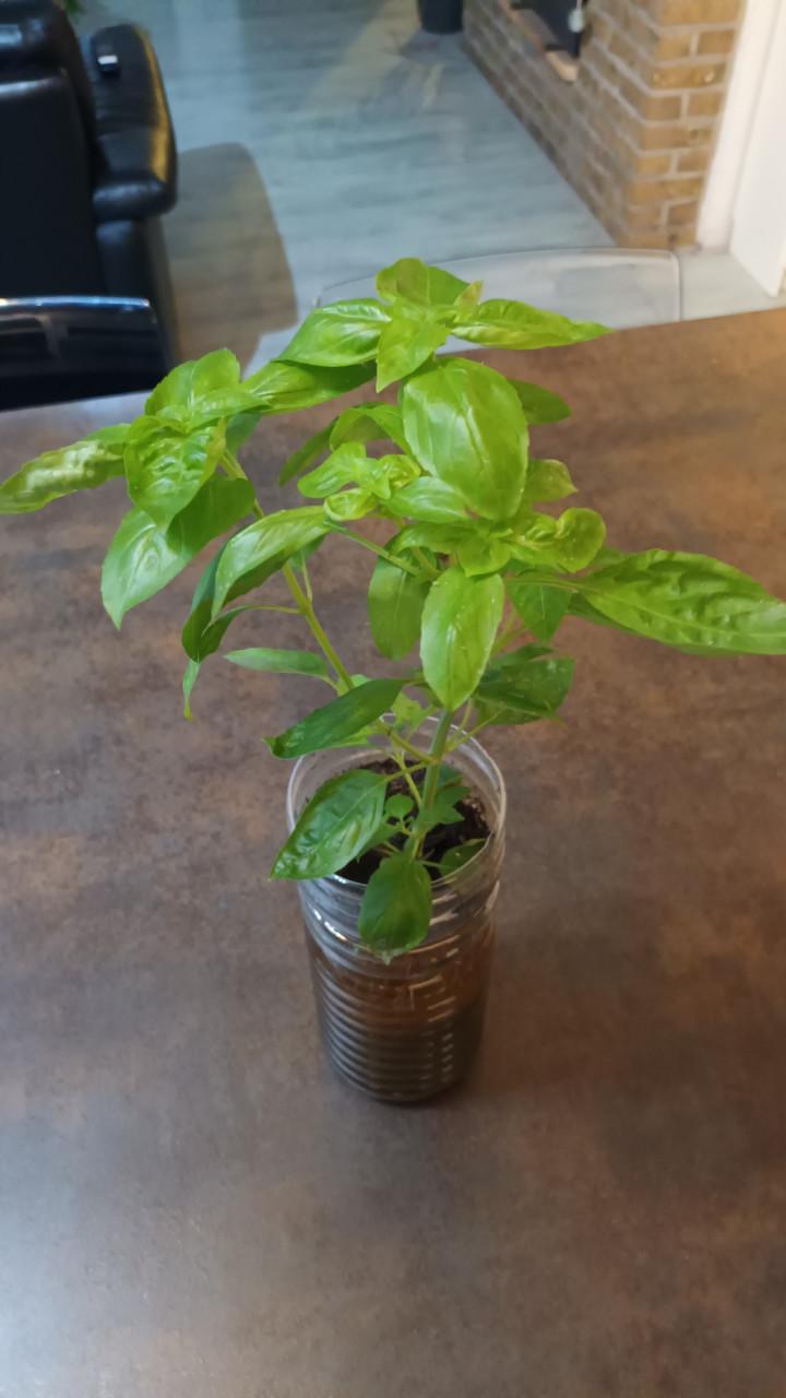 Basilicum