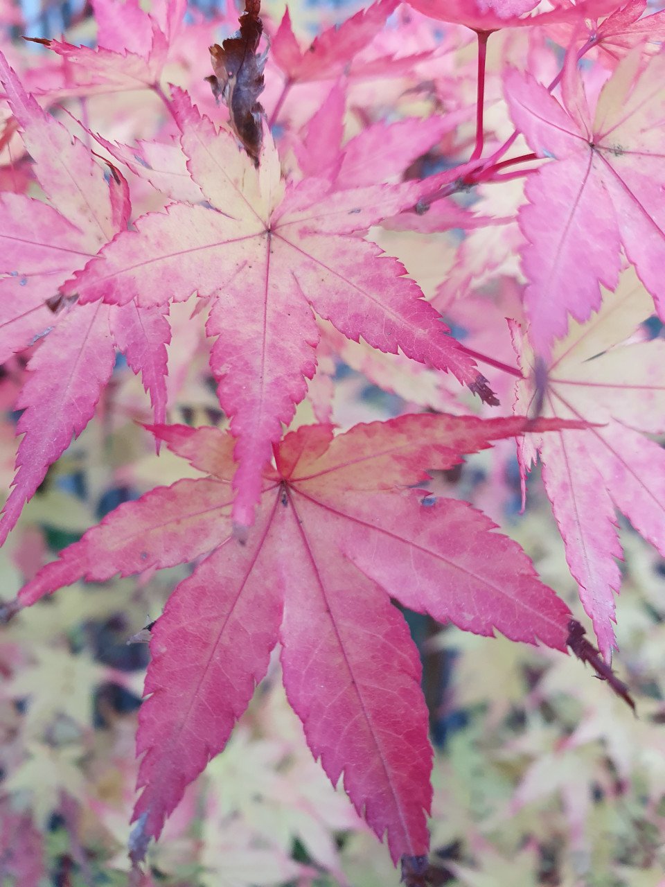 Diverse Acers