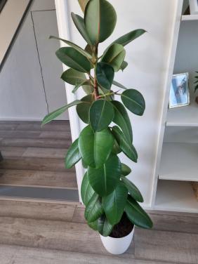 Mooie ficus plant