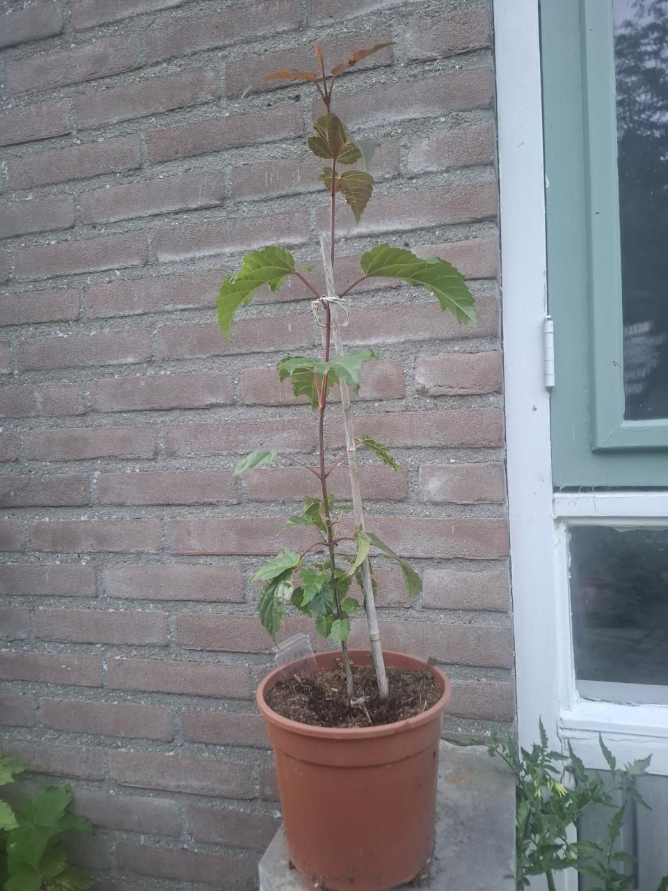 Bijzondere Slangenhuid Esdoorn