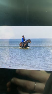 Wels cob C pony