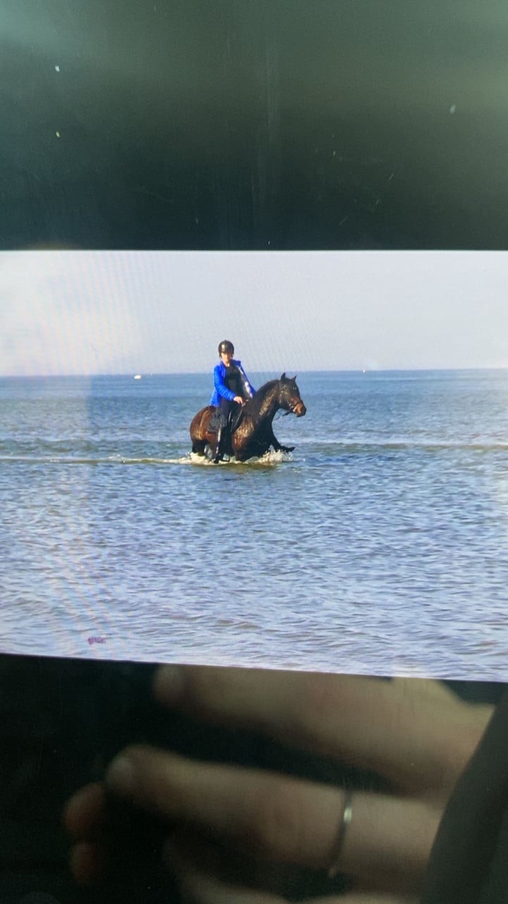 Wels cob C pony