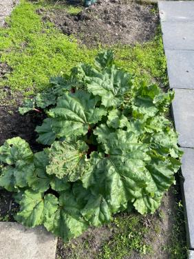 Rabarberplant gratis