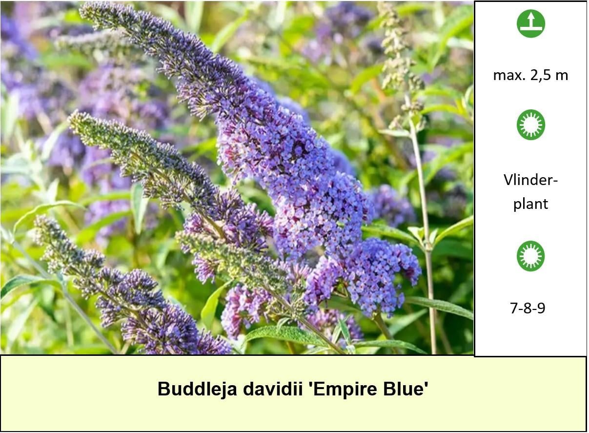 Het plantenkraampje: veel keuze aanvaste planten voor slechts €1,25 p/st.