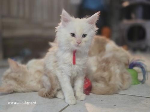Mega mooie maine coon kittens met stamboom