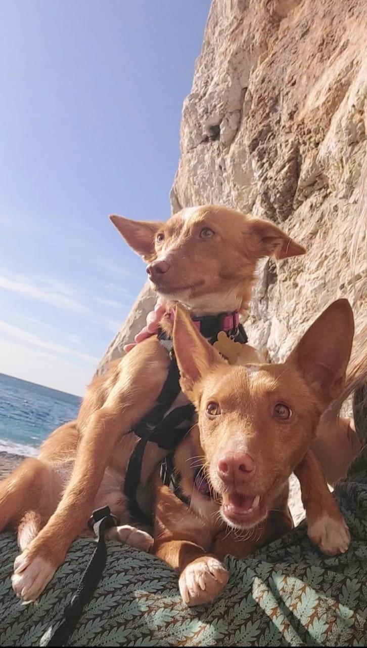 Lennie en Lennox zoeken een lief baasje!