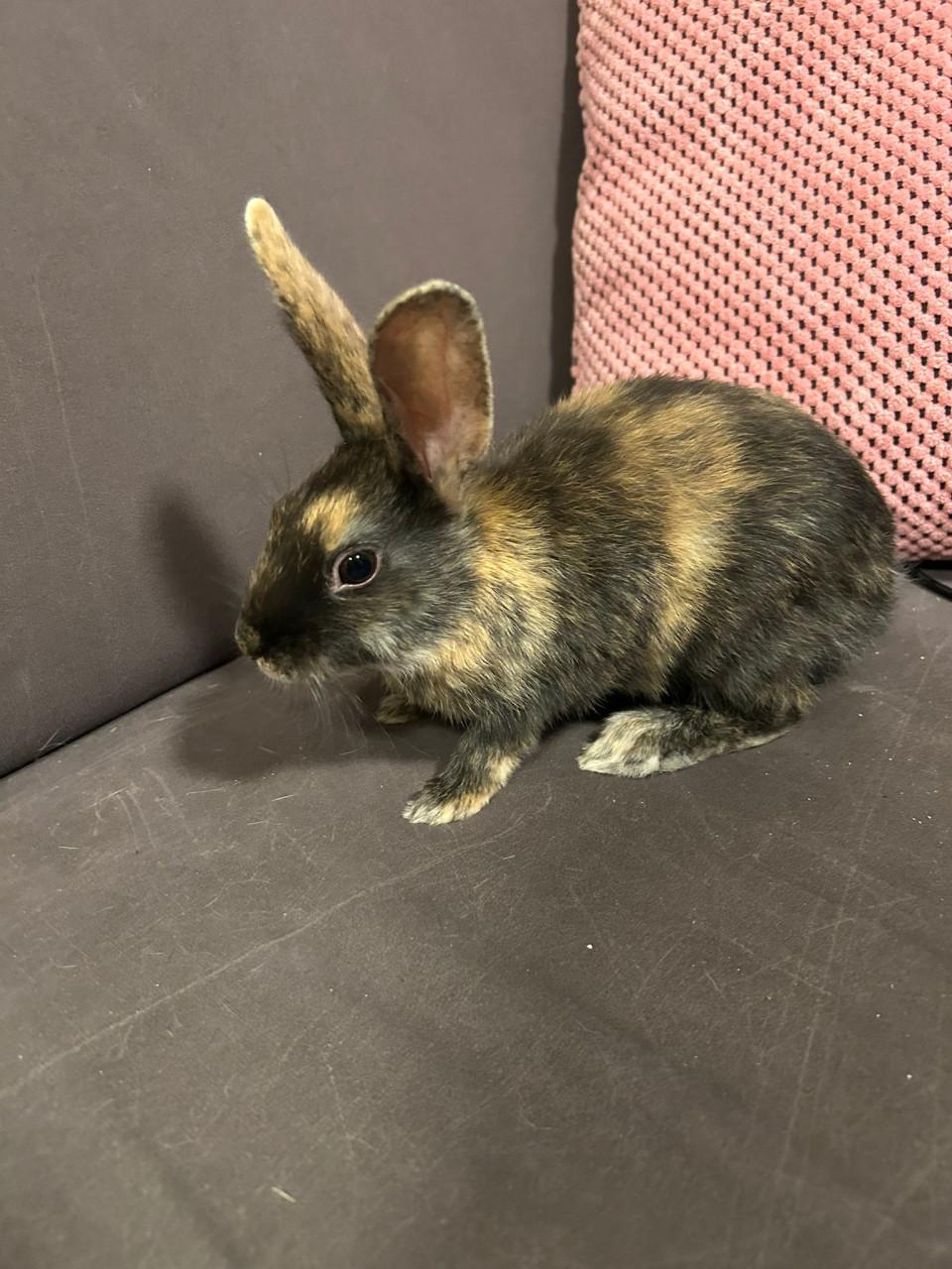 3 lieve baby konijntjes