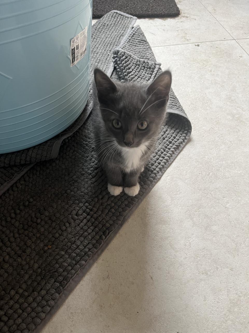 Kittens