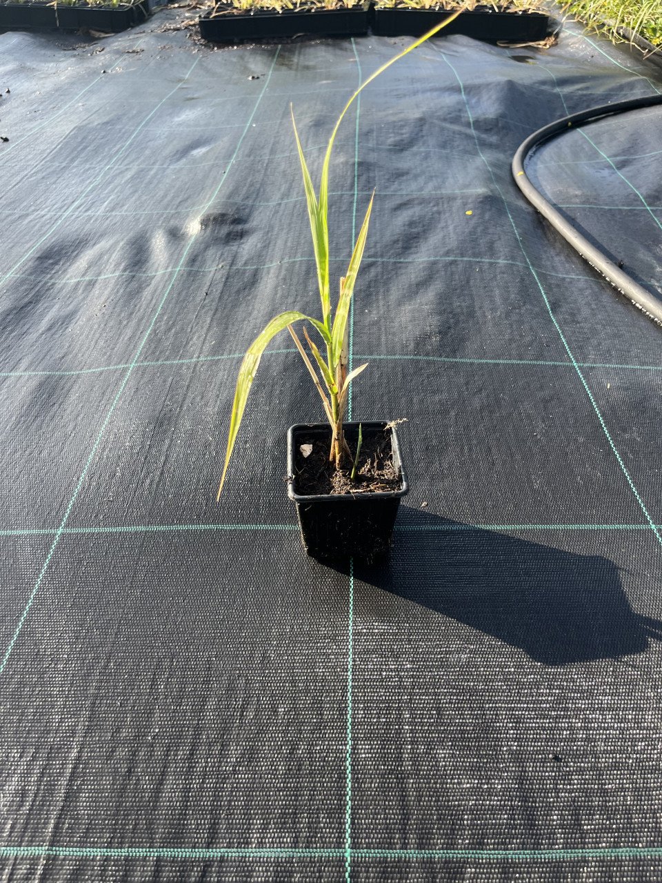 Prachtriet ‘Miscanthus sinensis’