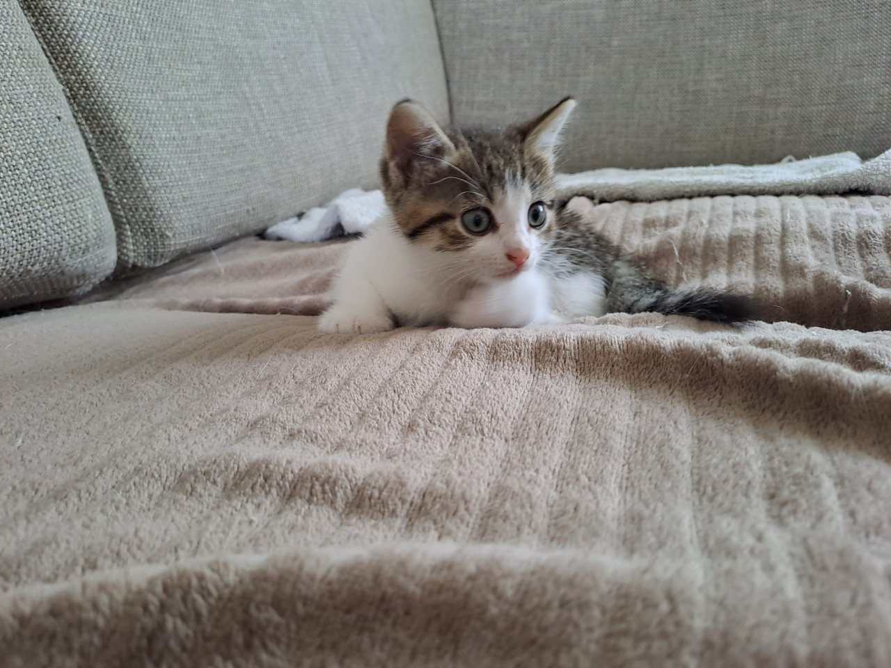 Te koop 2 jonge mooie kittens beide meisjes