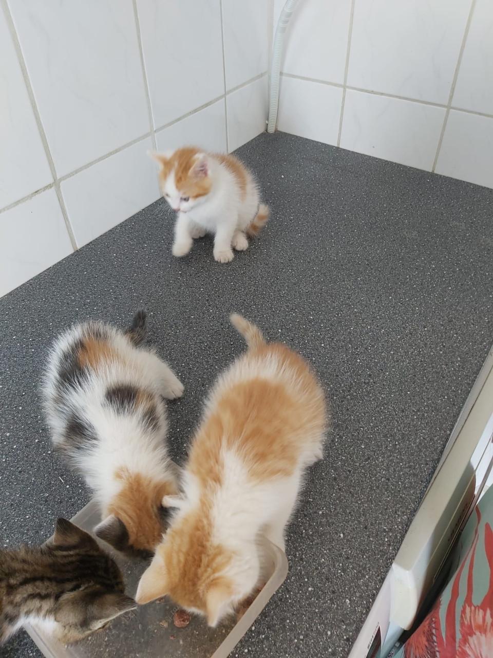 Schattige kittens