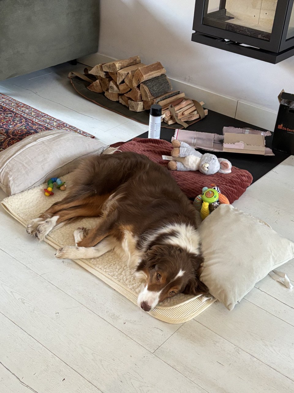 Border Collie Lowie ter adoptie/ herplaatsing