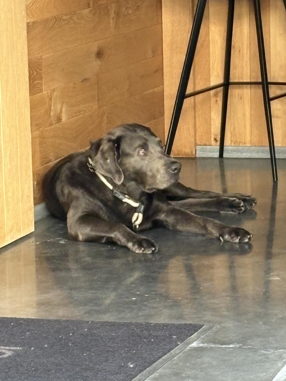 Labrador charcoal grijs