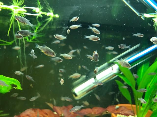 Galaxy Rasbora