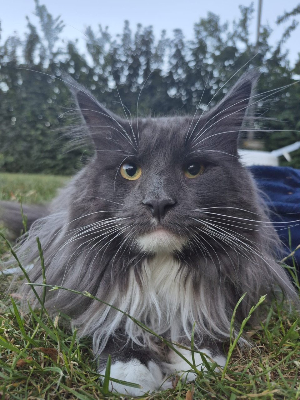 Maine coon dekkater (niet te koop)
