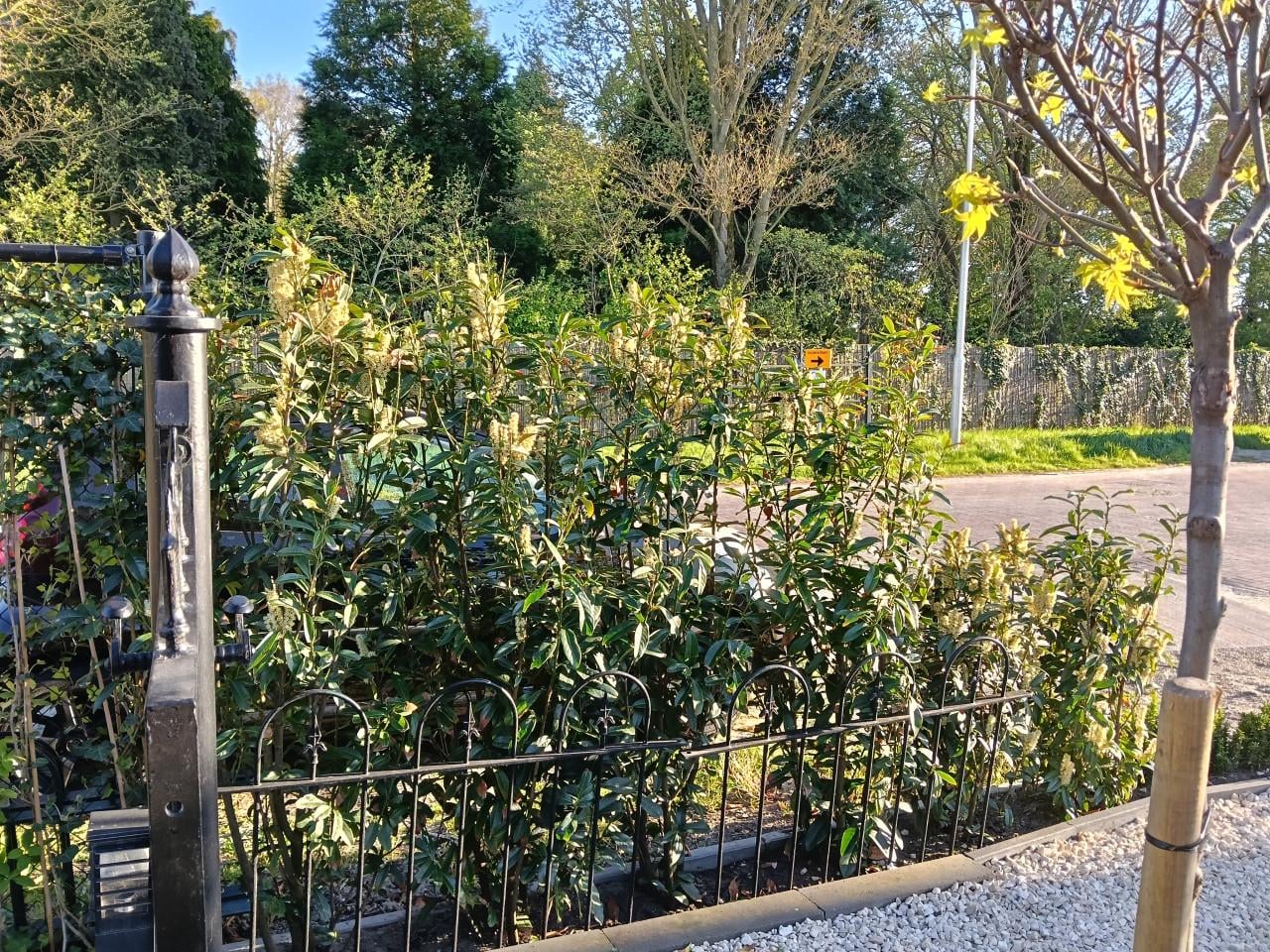 5 xPrunus Genolia (laurier)