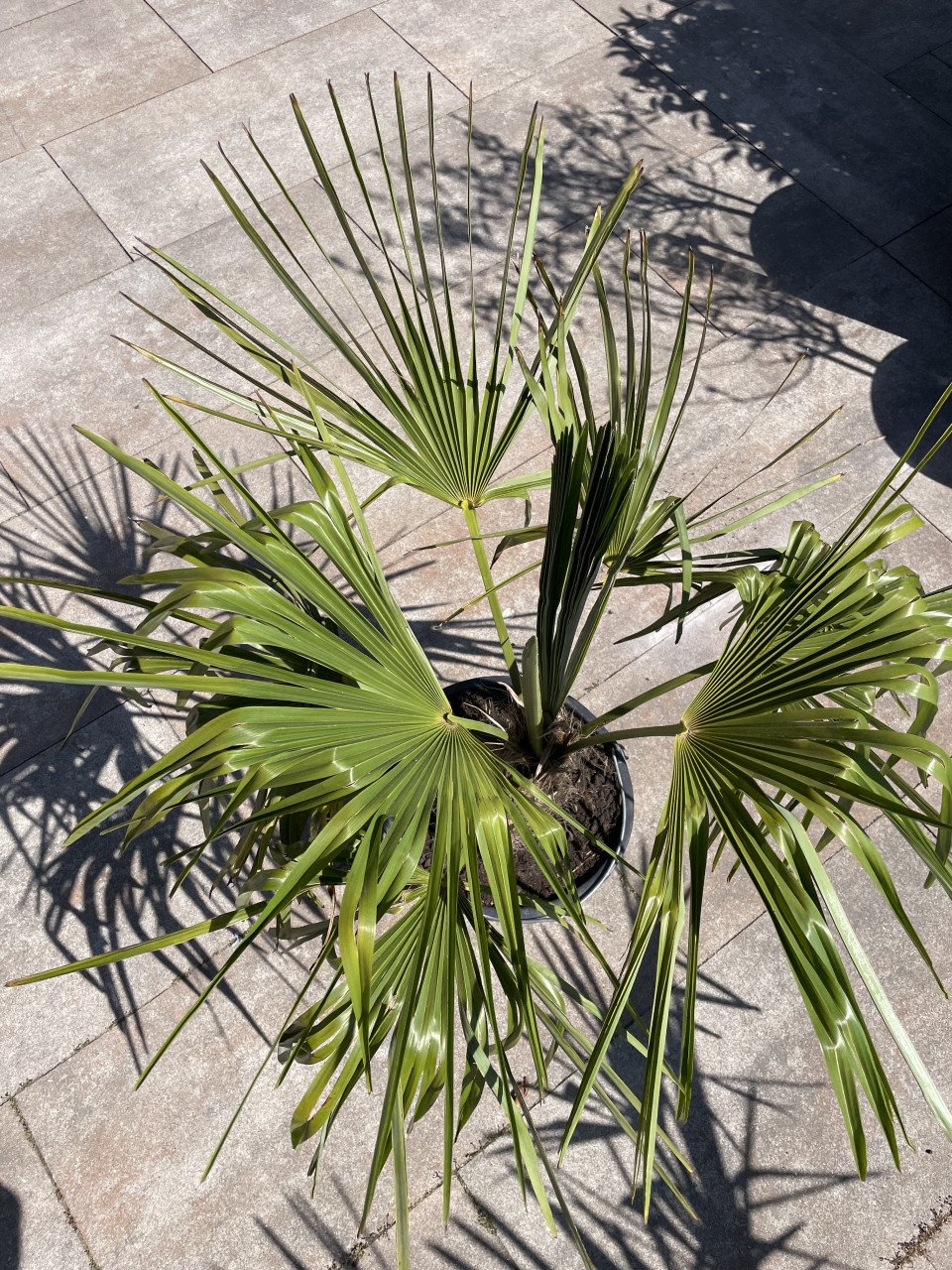 Palm