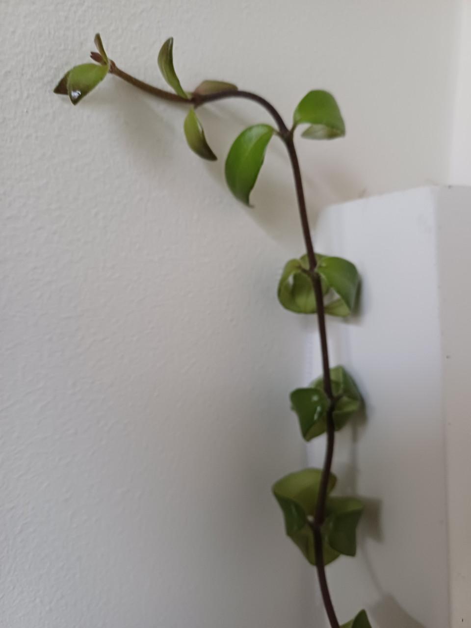 Mooie, jonge LIPSTICKplant (Aeschynanthus) met 6 scheuten