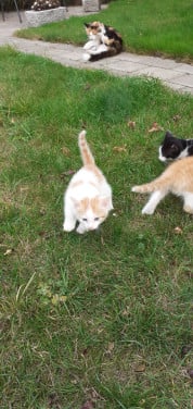 Kittens