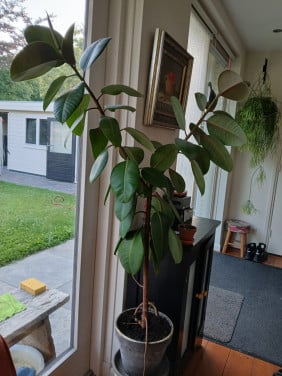 Grote kamerplant
