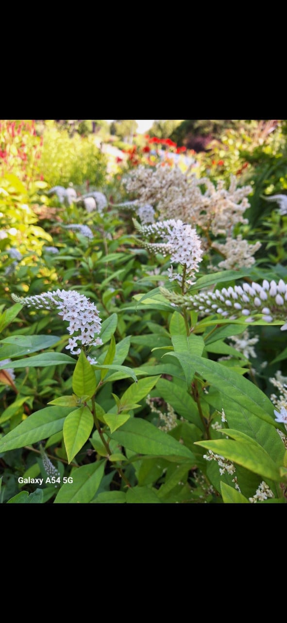 Planten 2 euro per stuk