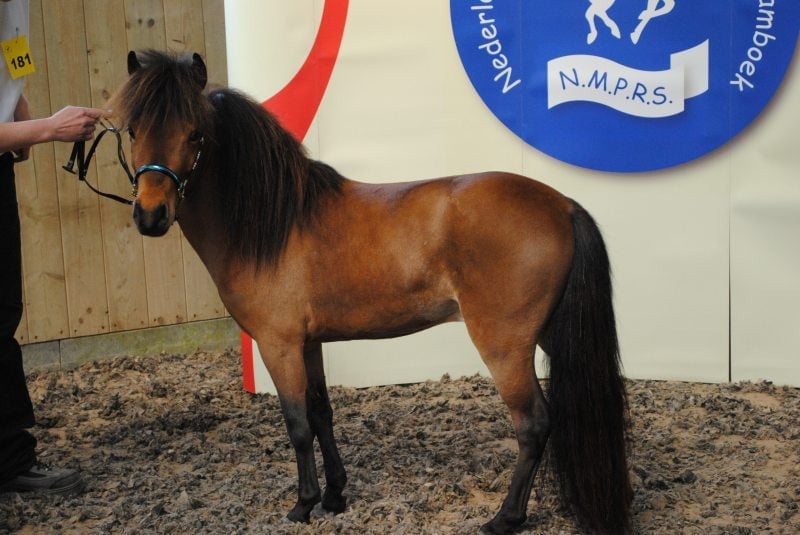 Raszuivere falabella hengst/ruin