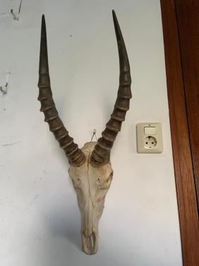 Te koop; schedel blesbok