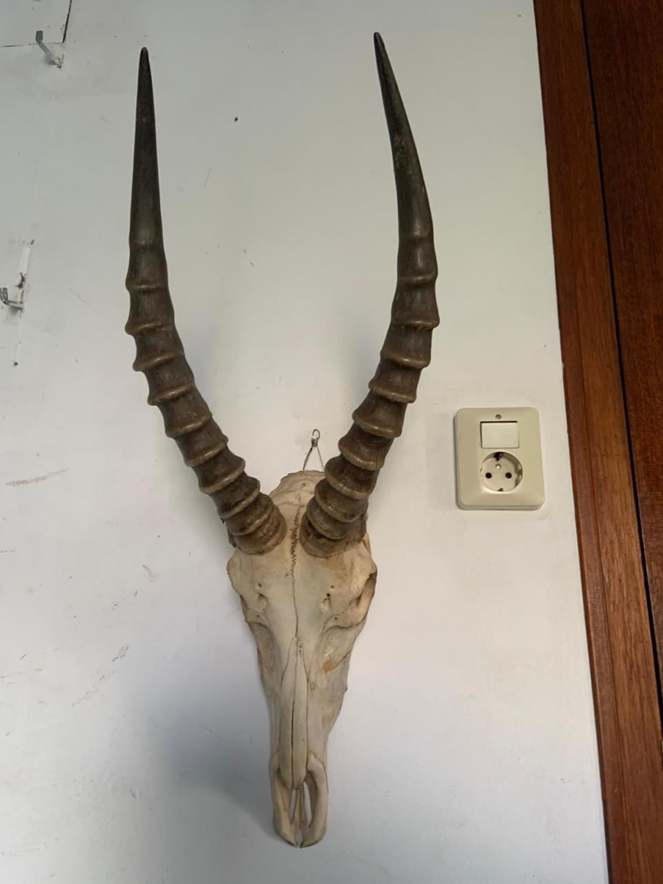 Te koop; schedel blesbok