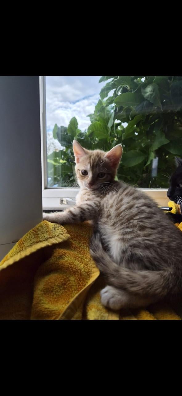 Kittens