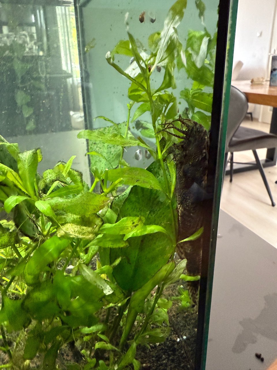 Aquarium