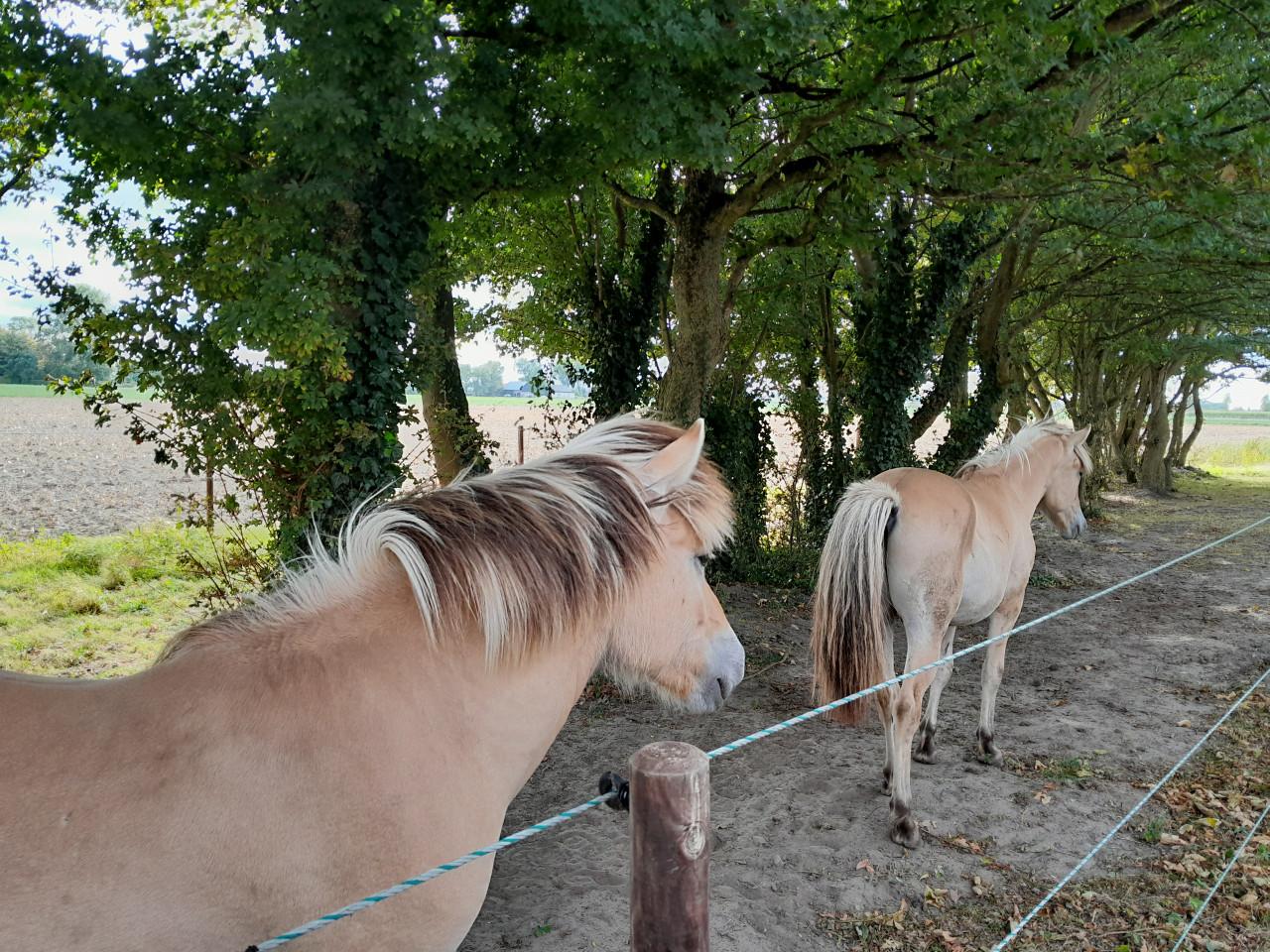 Fjorden ruin te koop