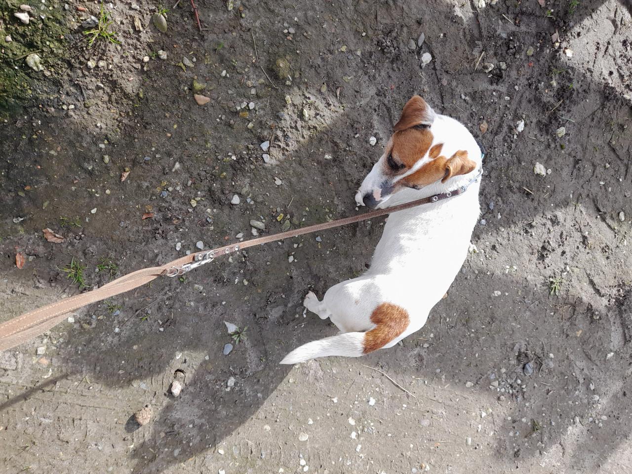 Wie wil mij een gouden mandje geven