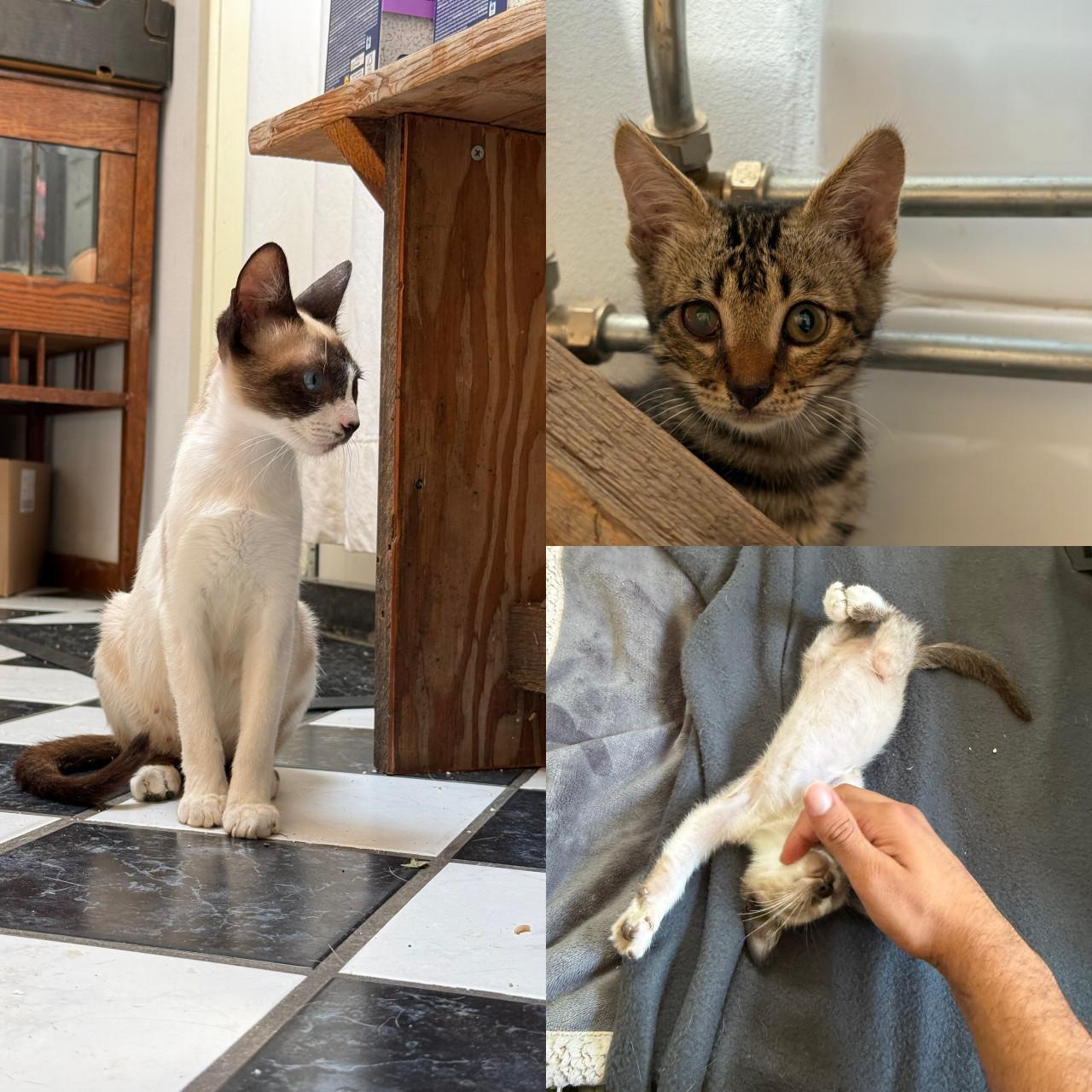 Kittens