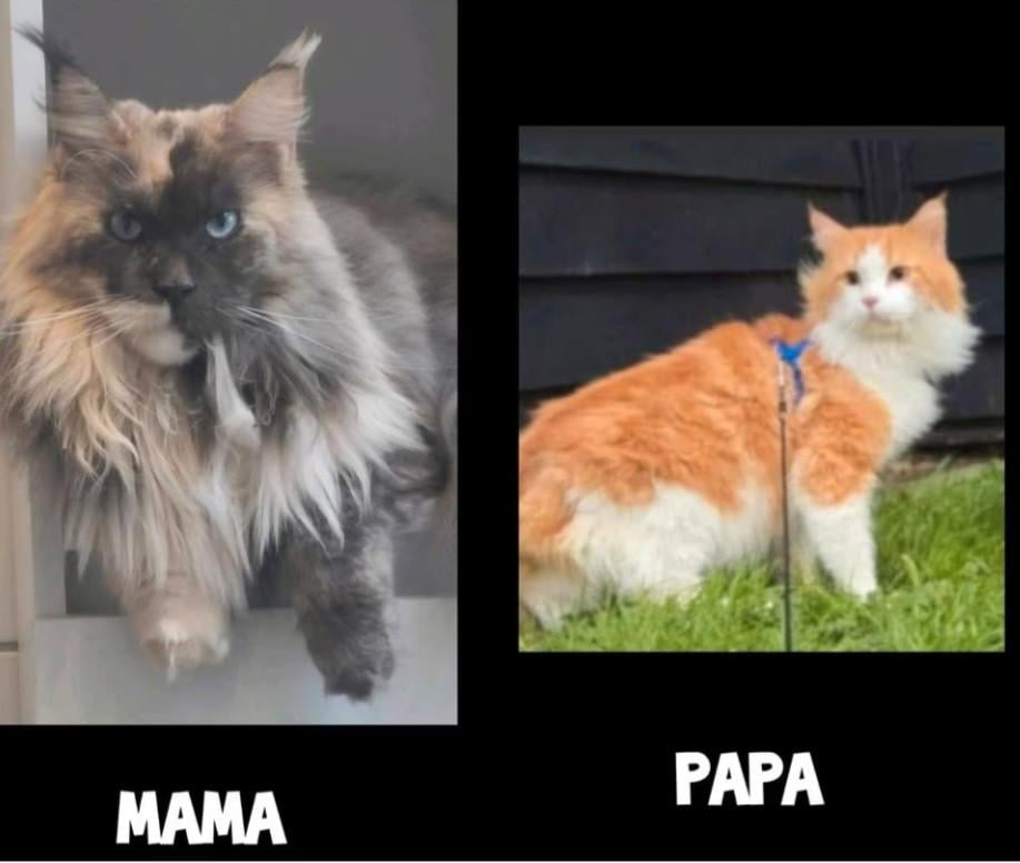 Prachtige blauw oog polydactyl dekkater