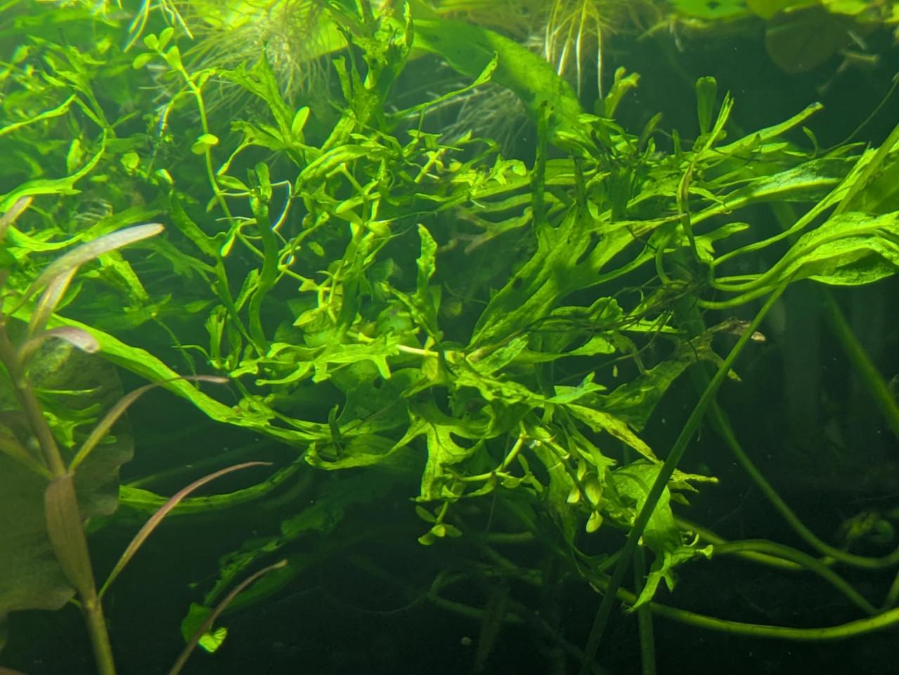 Javavaren Willow (Microsorum windelov)