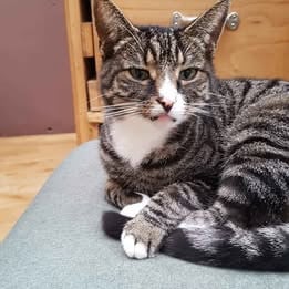 Gezocht kitten gecyperse kater, Wie kan ons helpen!!!!