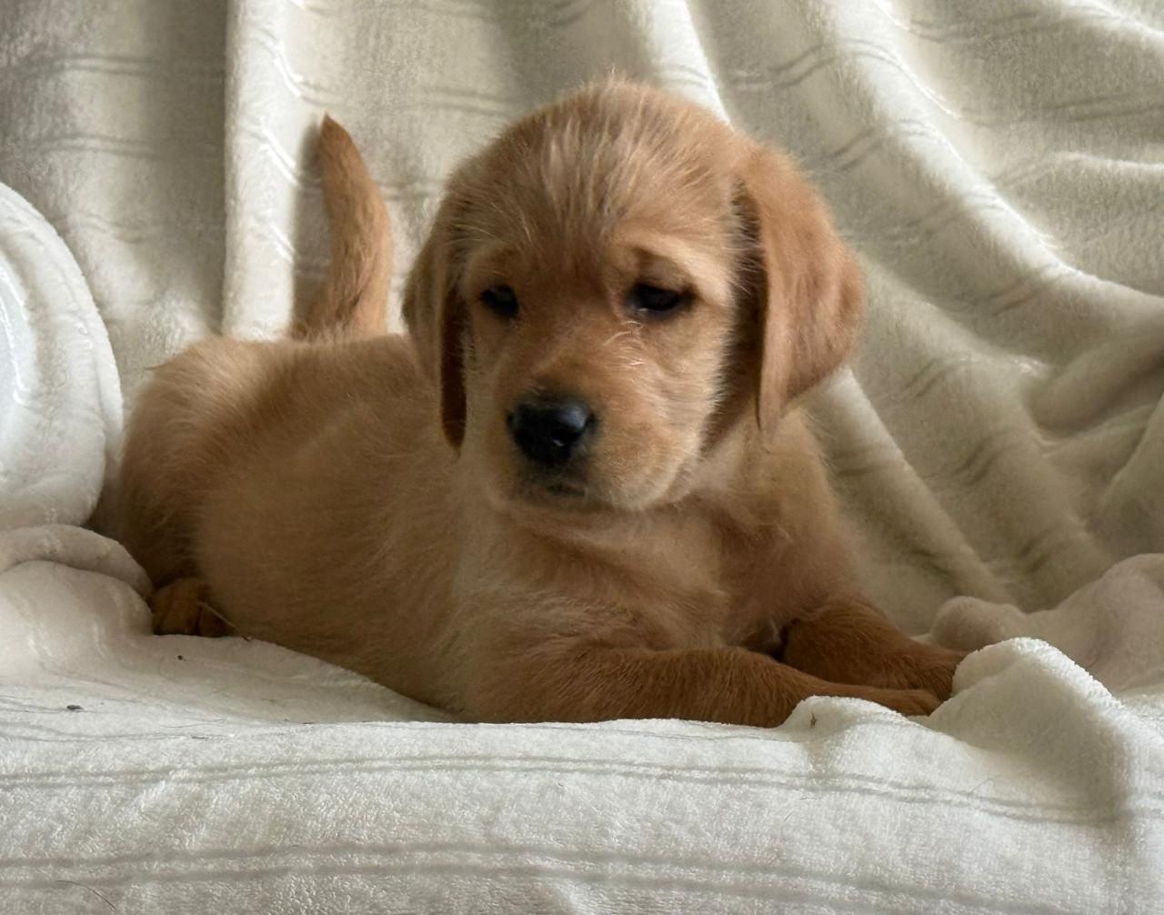 Labradoodle f1 pups beschikbaar